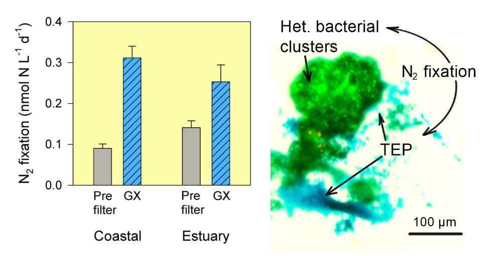 (A) Contribution of GX additions (TEP surrogate) to heterotrophic N2 fixation and (B) representative image of bacterial clusters (green) associated with planktonic TEP (blue).